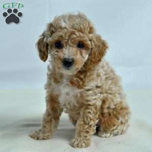 Jeanne, Miniature Poodle Puppy